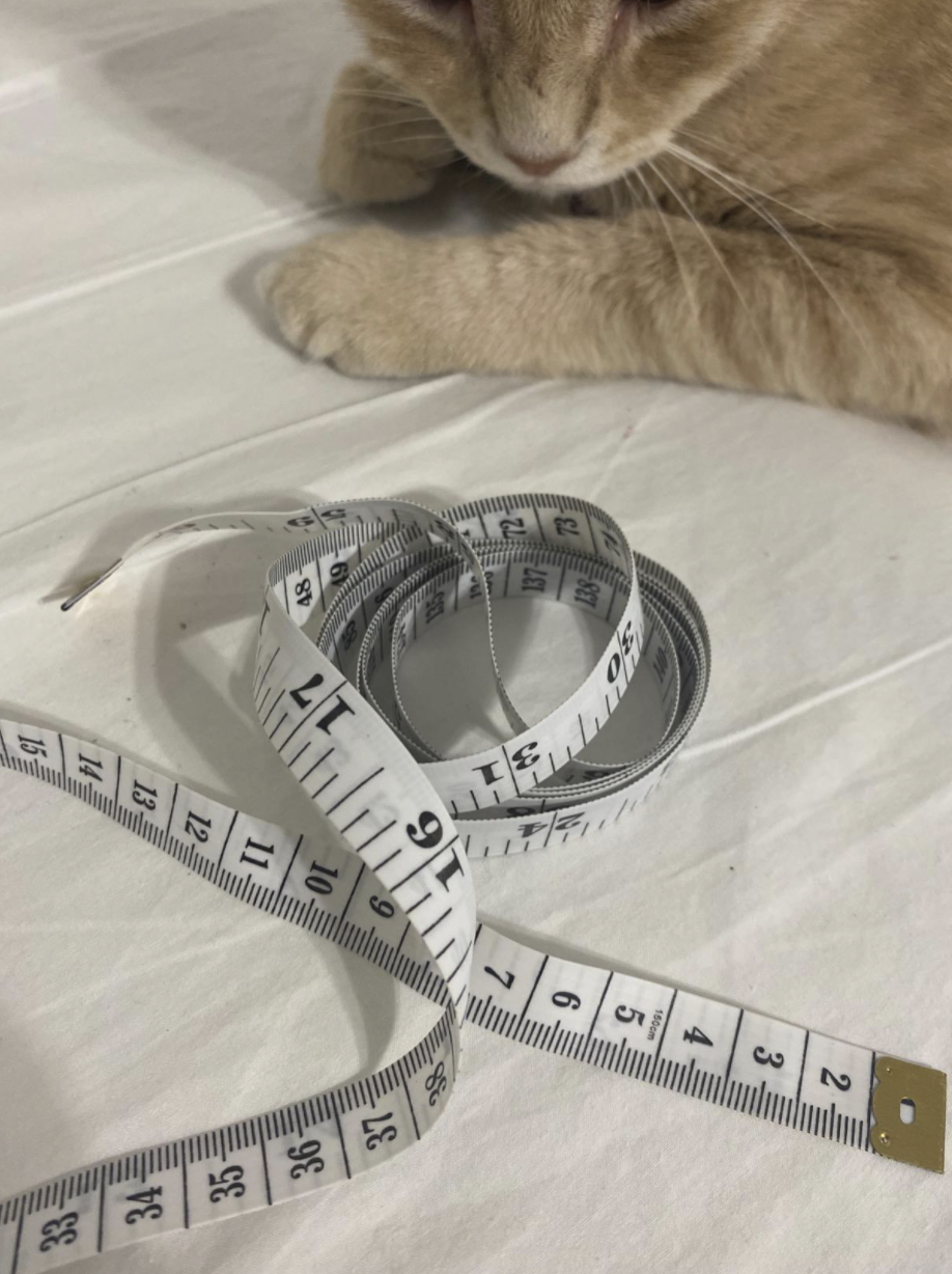 the measuring tape sitting on a bed next to a very curious-looking cat