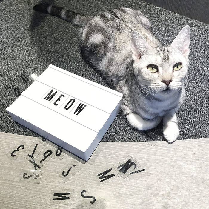 A cat next to the sign