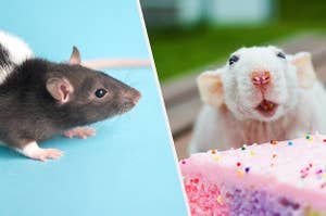 two rats just chilling and vibing β not a phone in sight