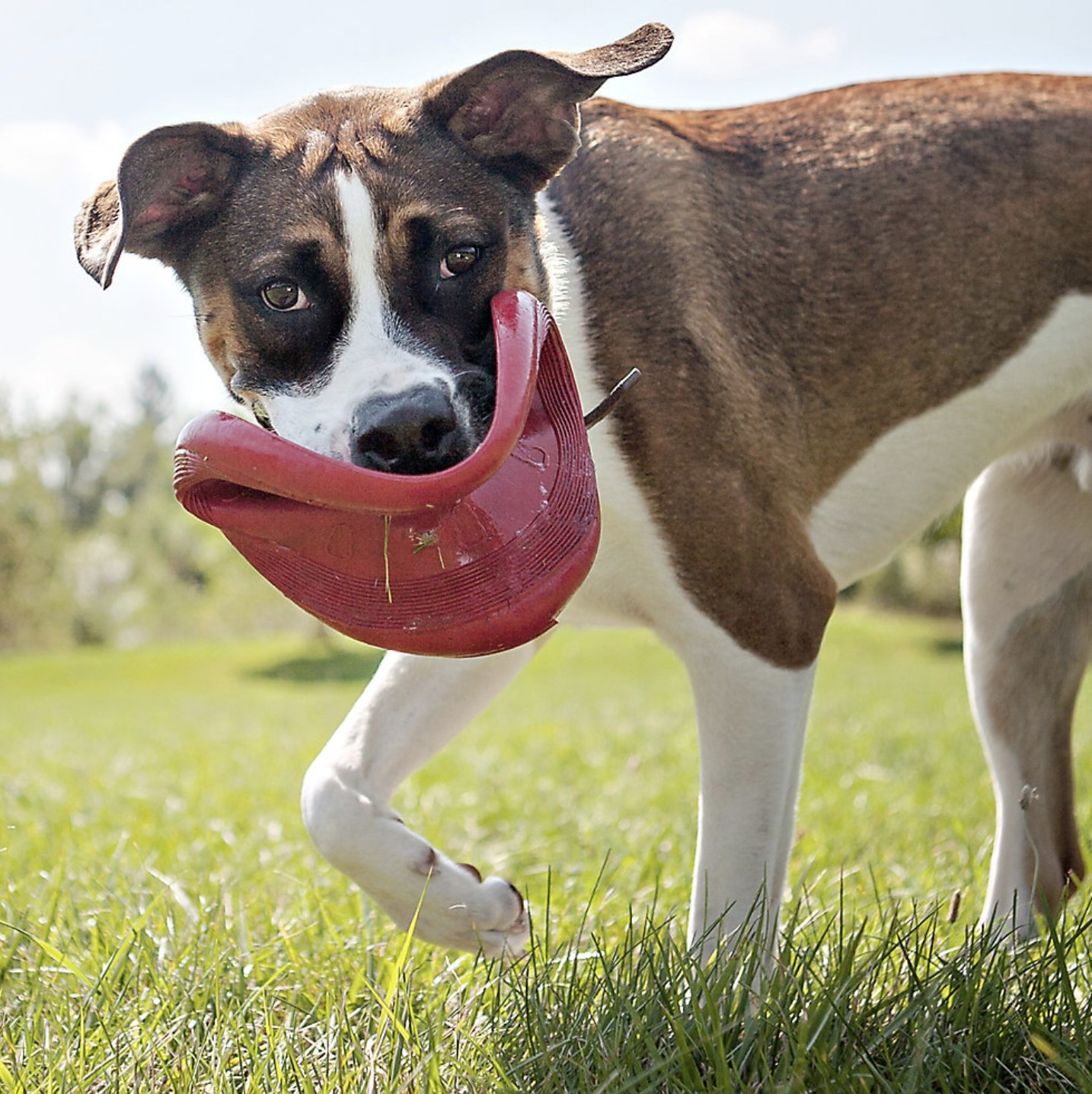 A dog with a red frisbee in its mouth