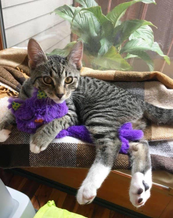 Reviewer&#x27;s photo of a cat snuggling the Purr Pillow