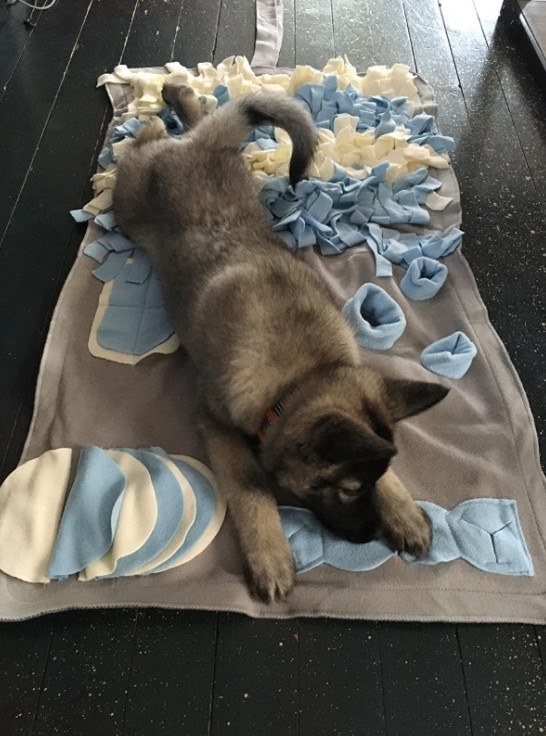 Reviewer&#x27;s photo of a dog using the snuffle mat