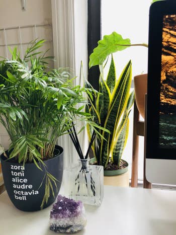A reviewer's snake plant