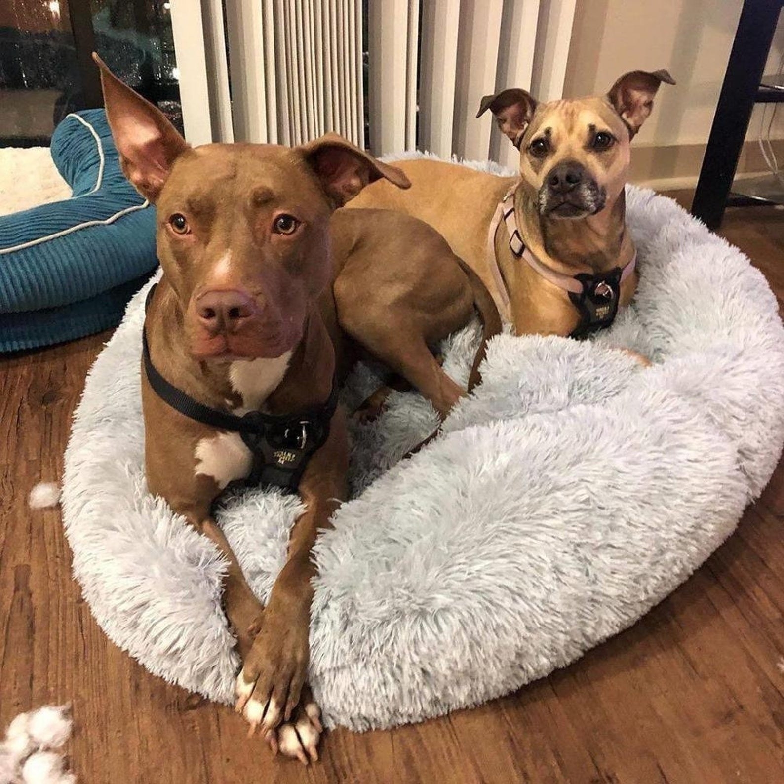 Two dogs sitting on the pet bed