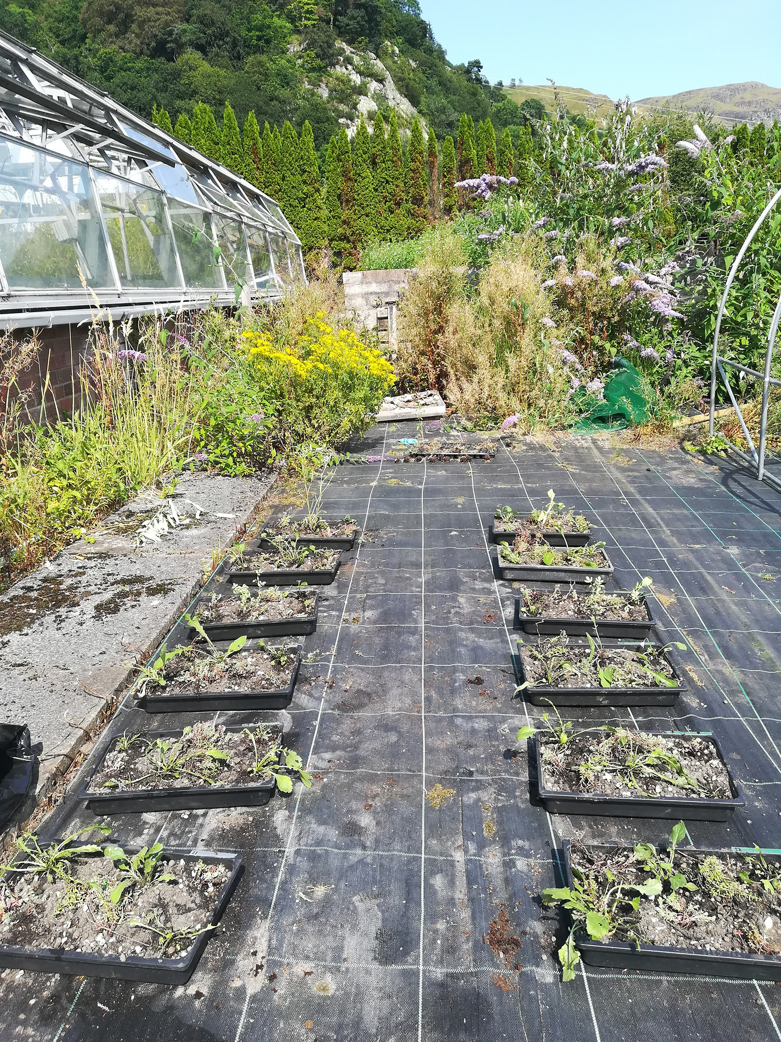 Two rows of six trays each in a garden