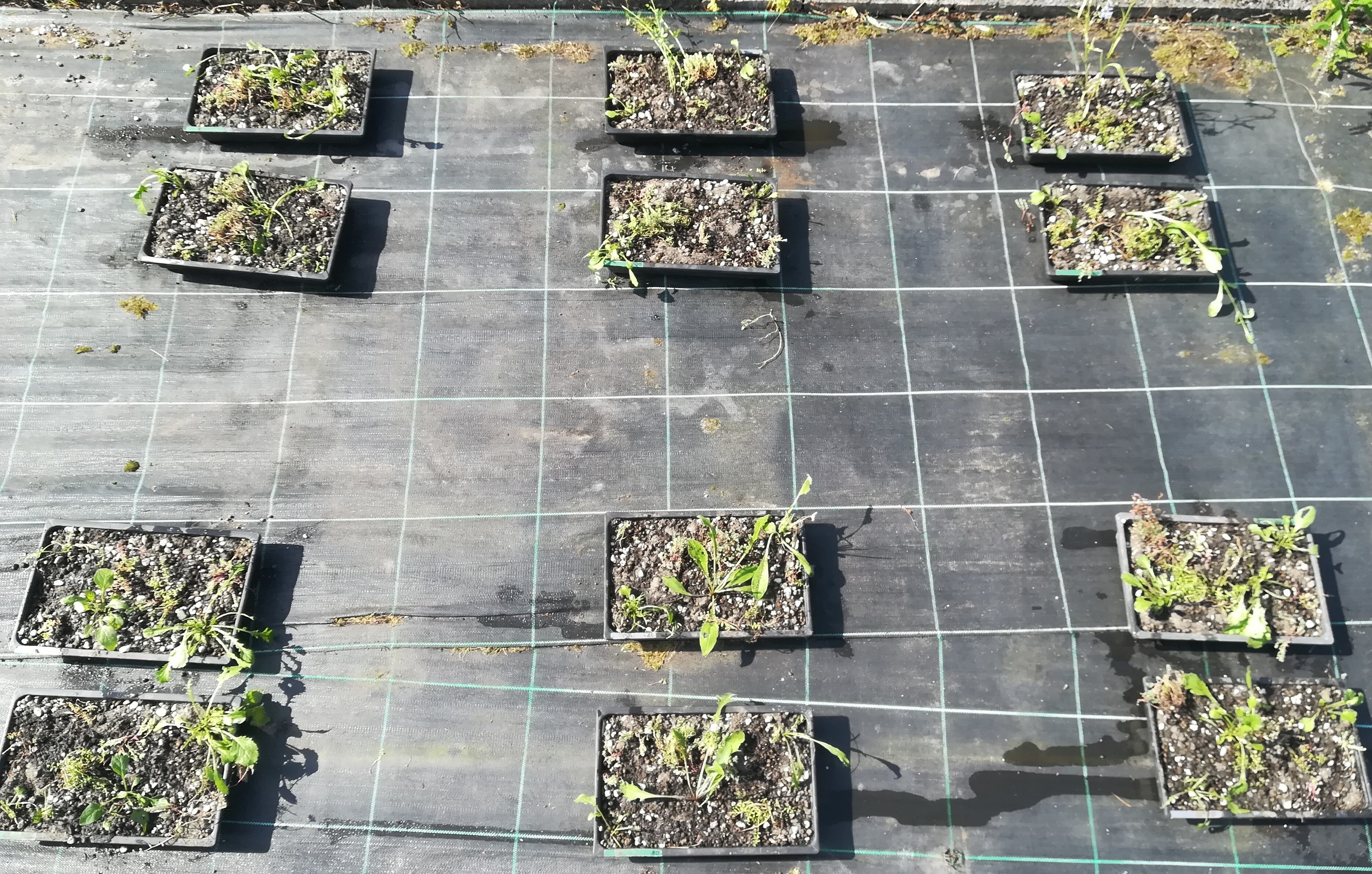 Two groups of twelve rectangular planter trays sit on a wooden board marked with crosshatched lines