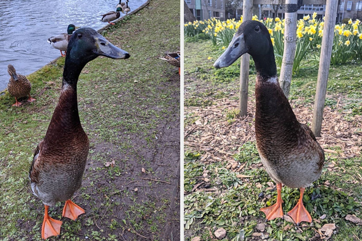 Ce canard appelé "Long Boi" devient viral pour sa taille