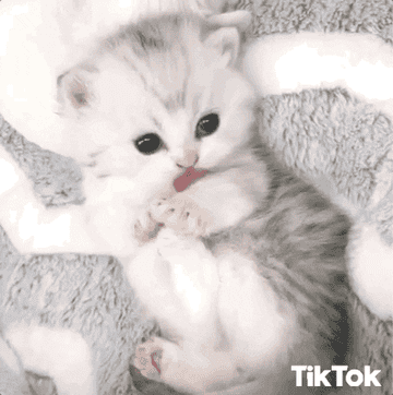 Baby kitten licking arm