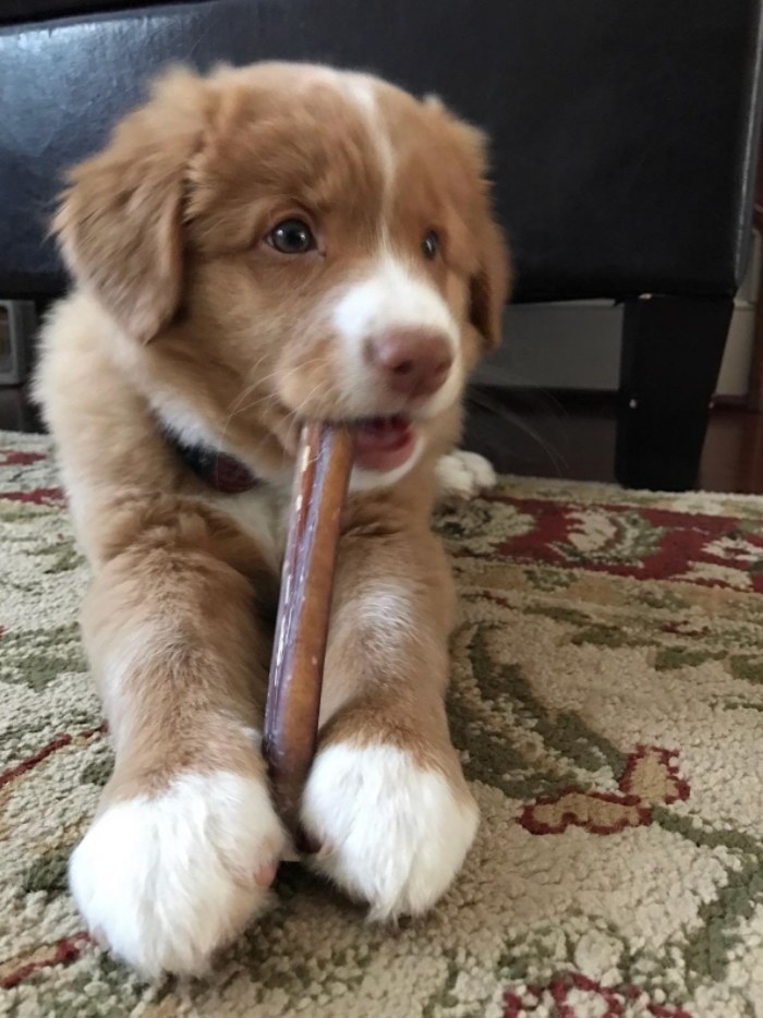 Reviewer Photo: Puppy chewing on a Bully Stick