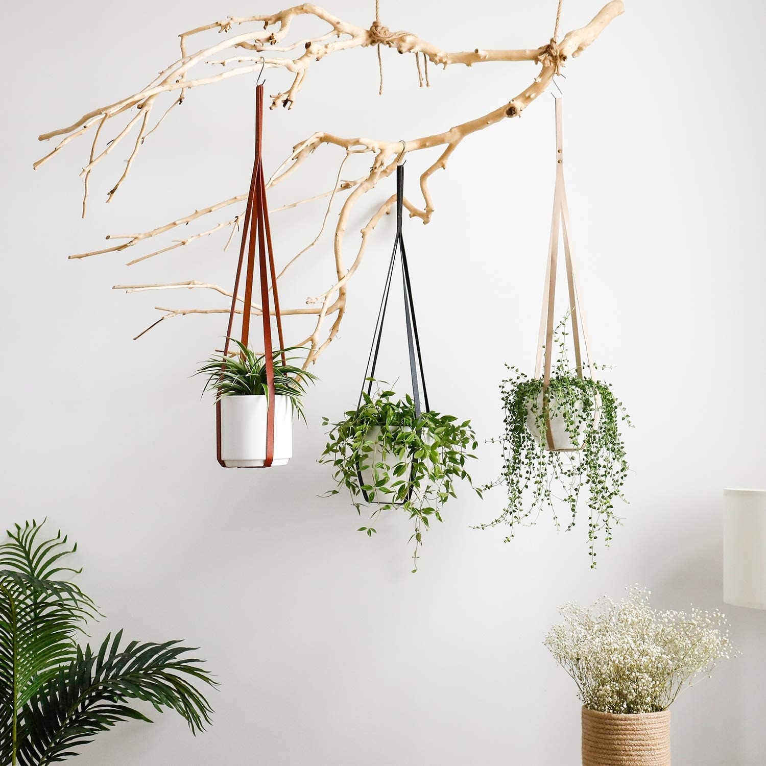 Three plants in faux leather hangers