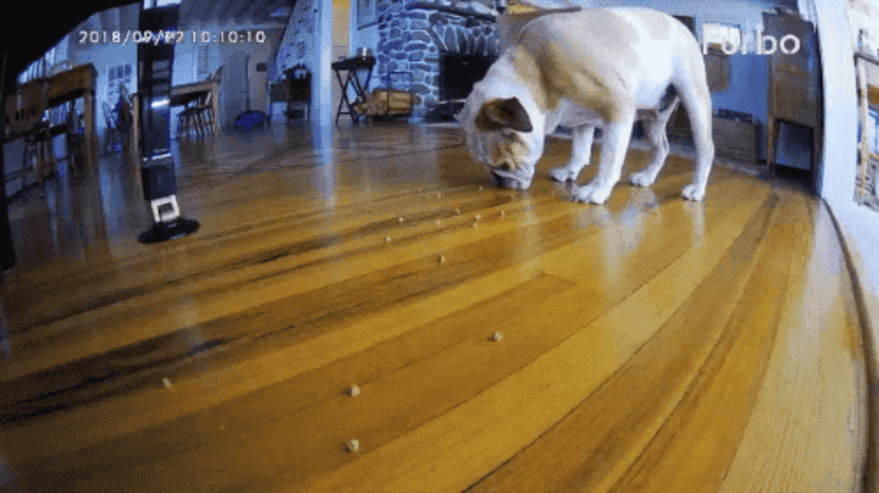 Gif of BuzzFeed reviewer&#x27;s dog eating the dispensed treats 