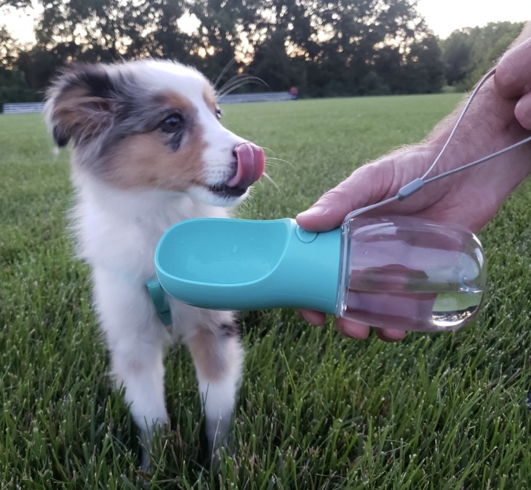 A dog next to a portable water bottle