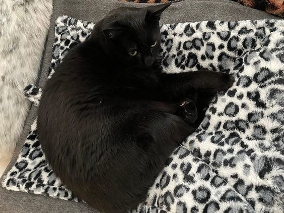 Reviewer&#x27;s photo of a cat on the blanket in the color Quilted Faux Fur Snow Leopard