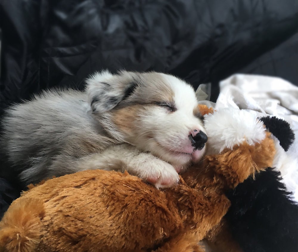 Puppy snuggling with the soothing toy