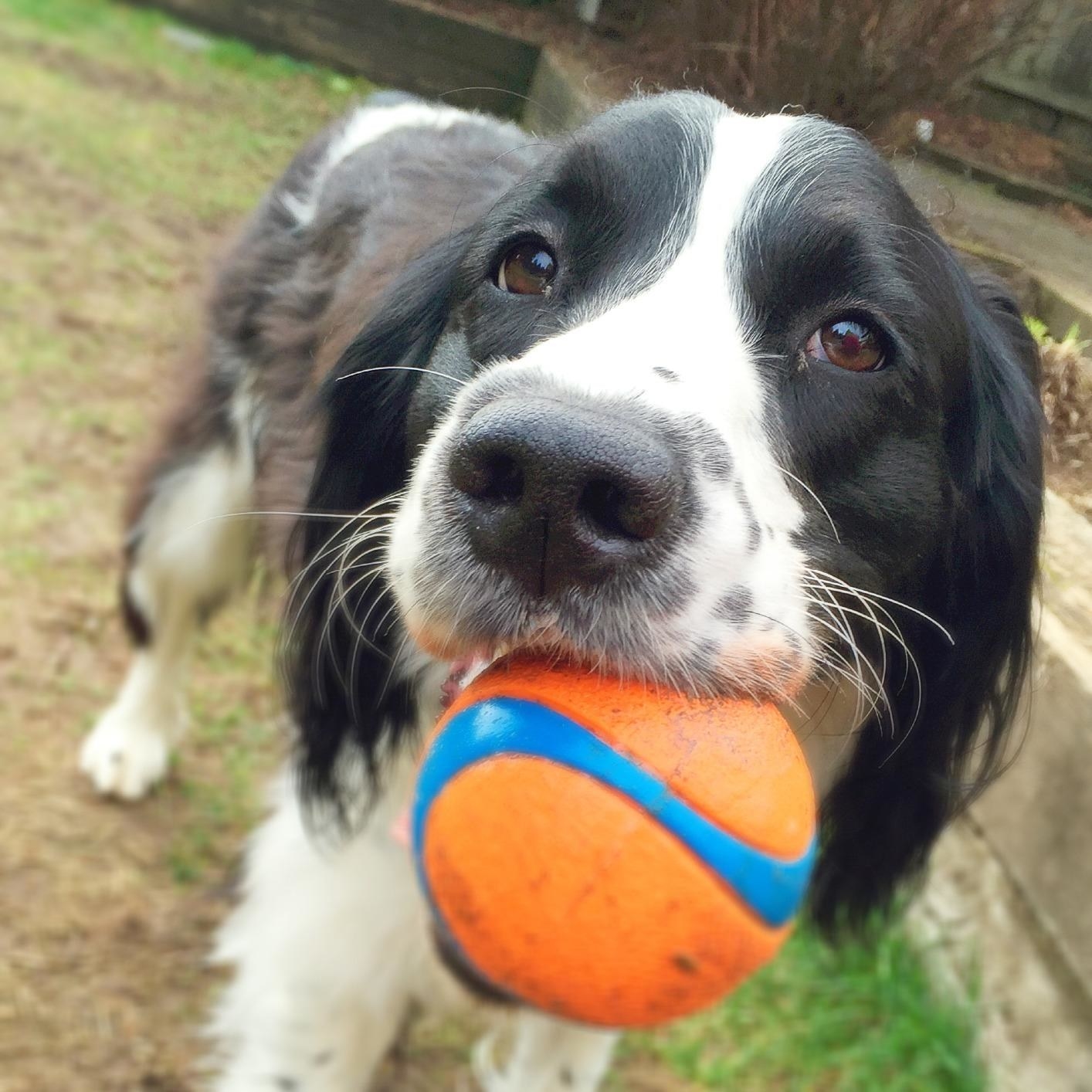 A black and white dog with the orange and blue ball in its mouth