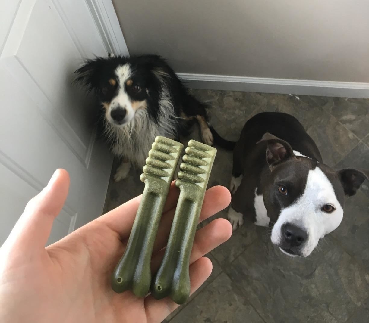 a reviewer holding two Greenies treats in front of their dogs