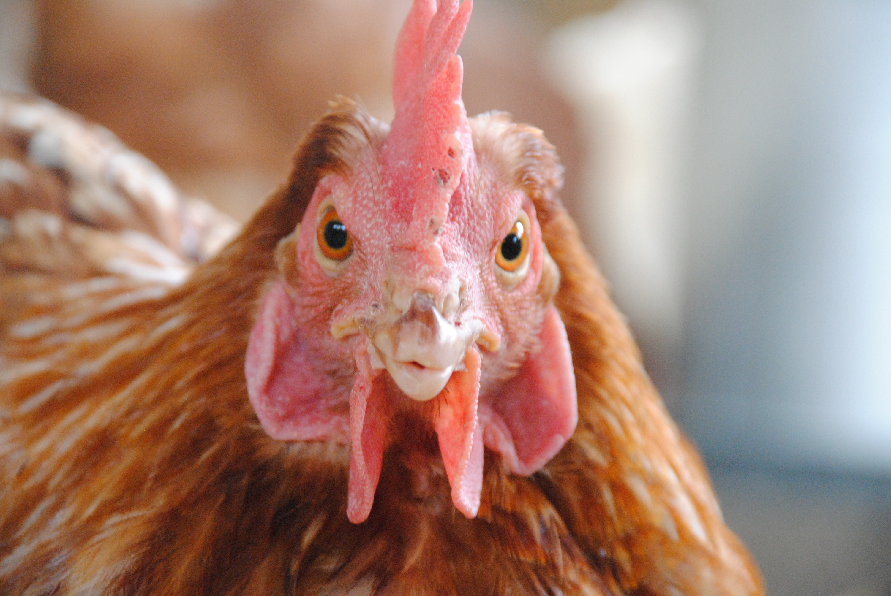 a close-up of a chicken