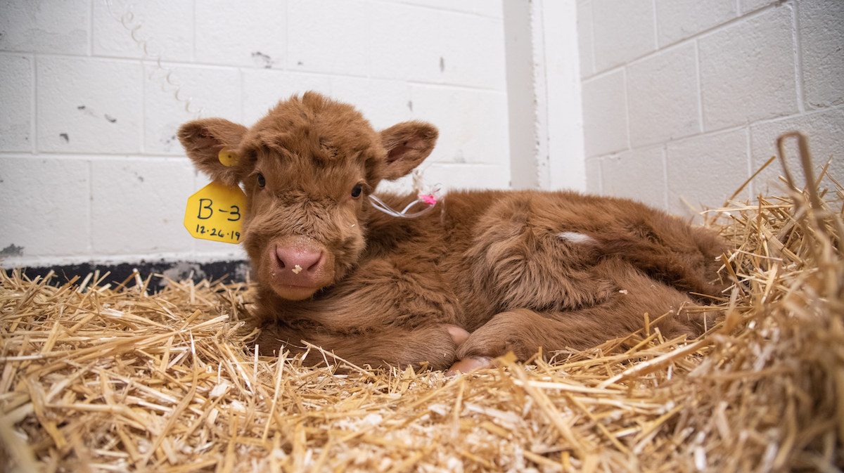 a brown baby calf in the hay