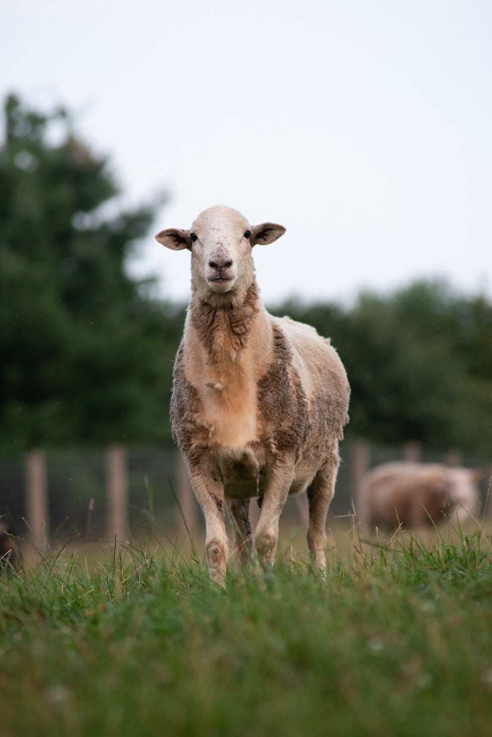 35 Rescue Animals Who Helped Change The World