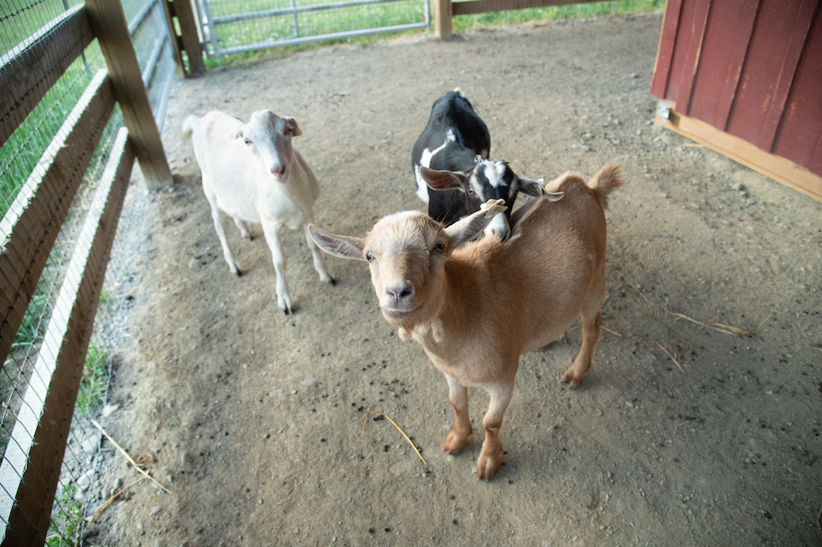 three goats in a barn