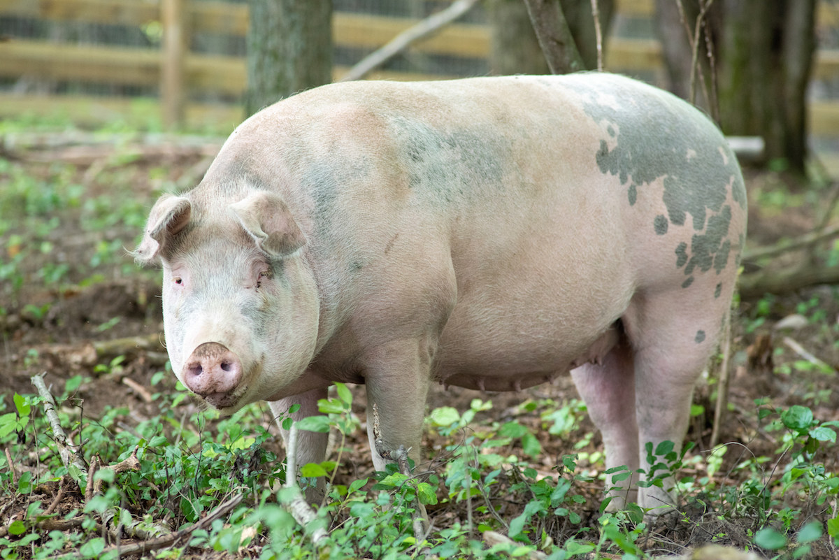a big spotted pig