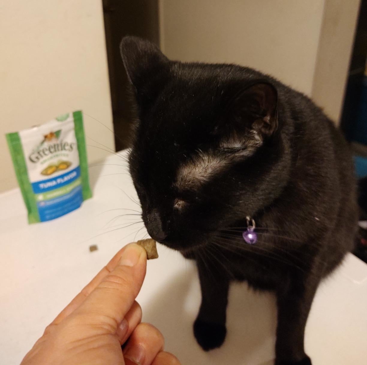 A reviewer feeding their cat a small greenie treat