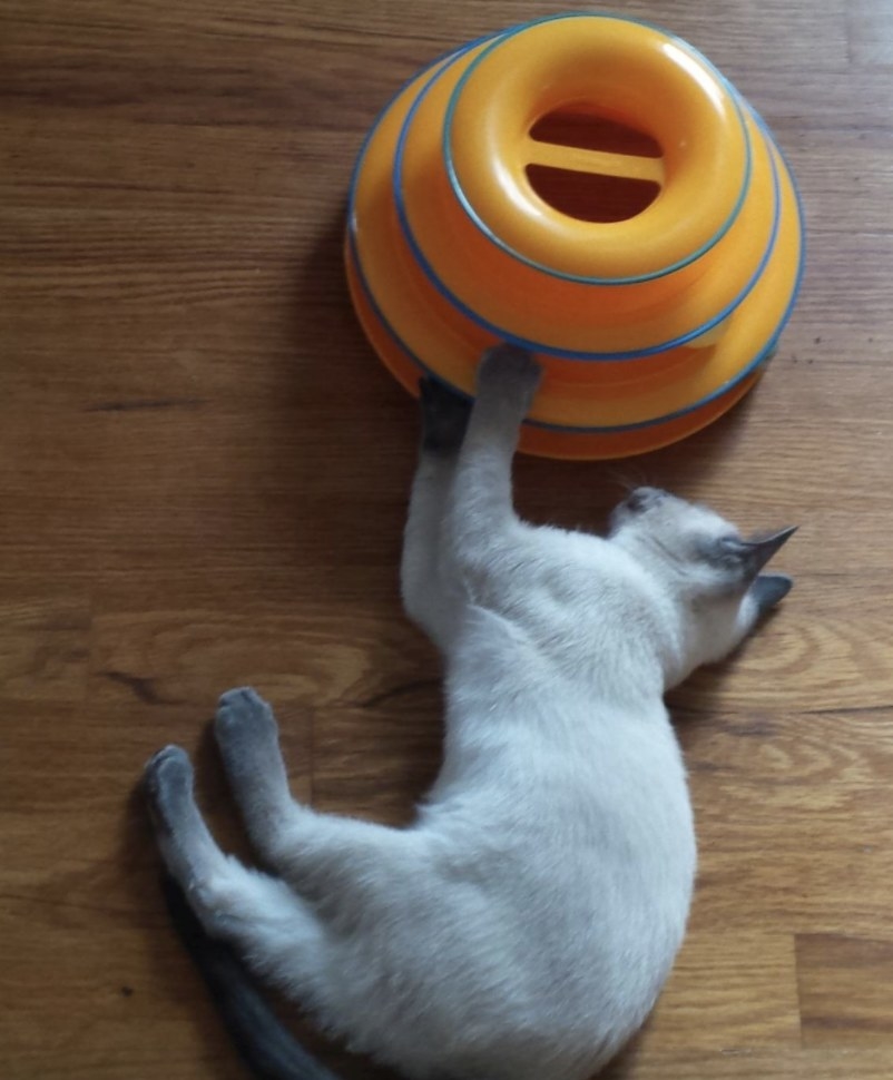 A cat playing with a tiered cat tracks toy