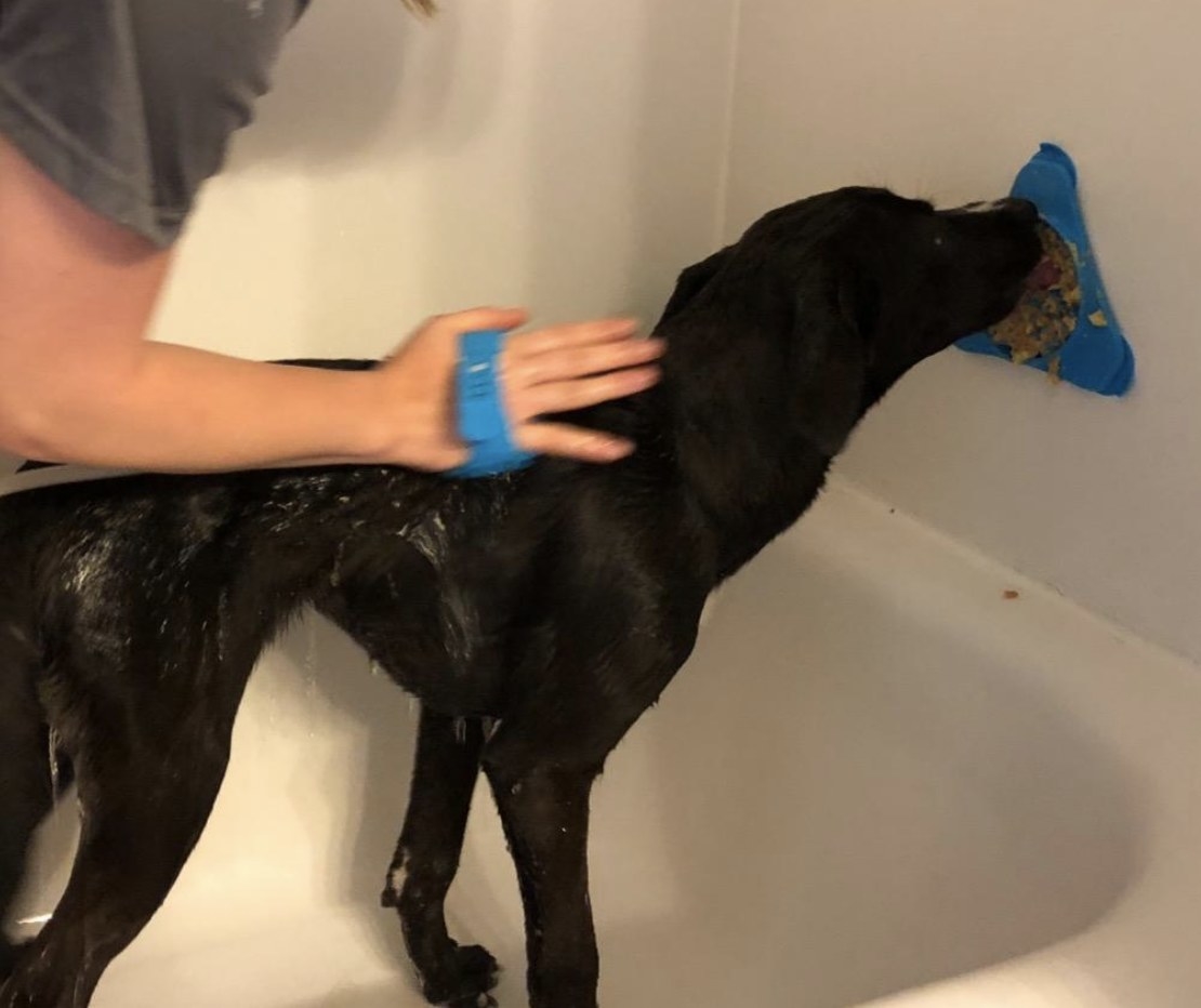 A person is bathing a dog with a shower attachment