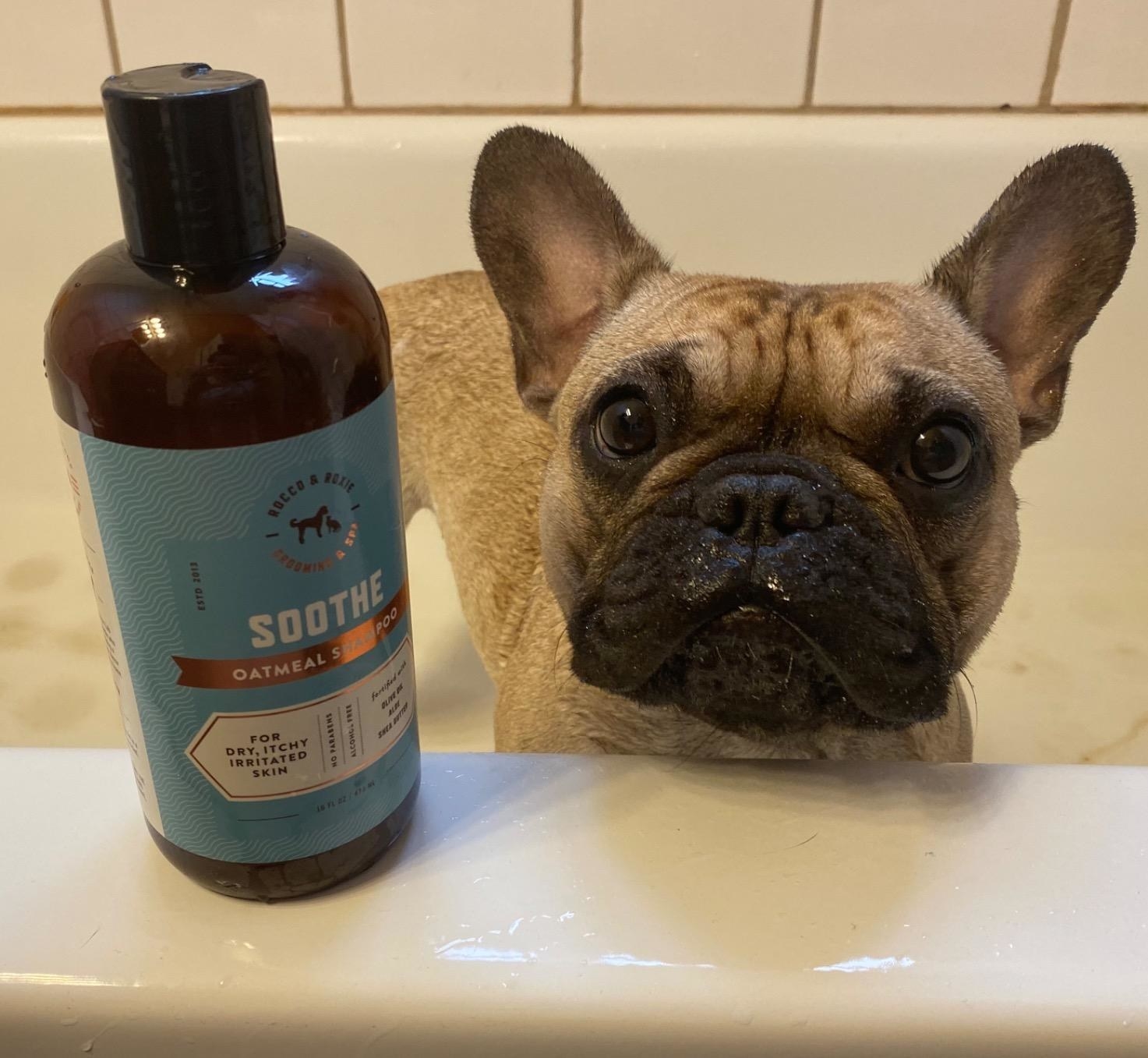 a reviewer&#x27;s dog next to the bottle of shampoo