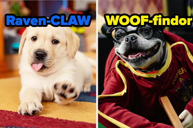 Answer A Few Questions About Your Dog And We'll Tell You Which Hogwarts House They Belong In