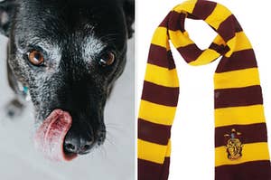 A dog is on the left licking his nose with a Gryffindor scarf on the right