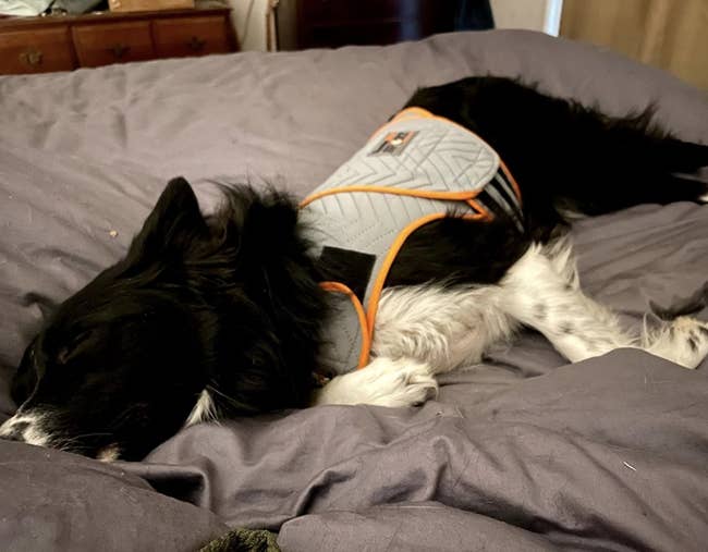 A dog sleeping in a Thundershirt