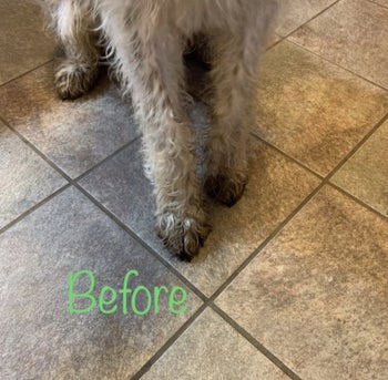 A before photo of dirty paws