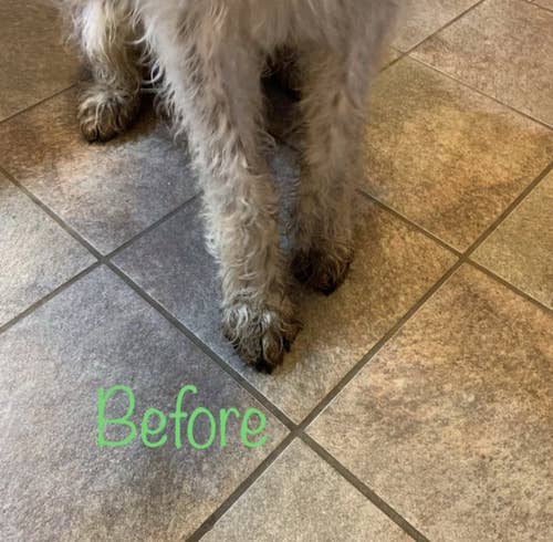 A reviewer before photo of dirty paws