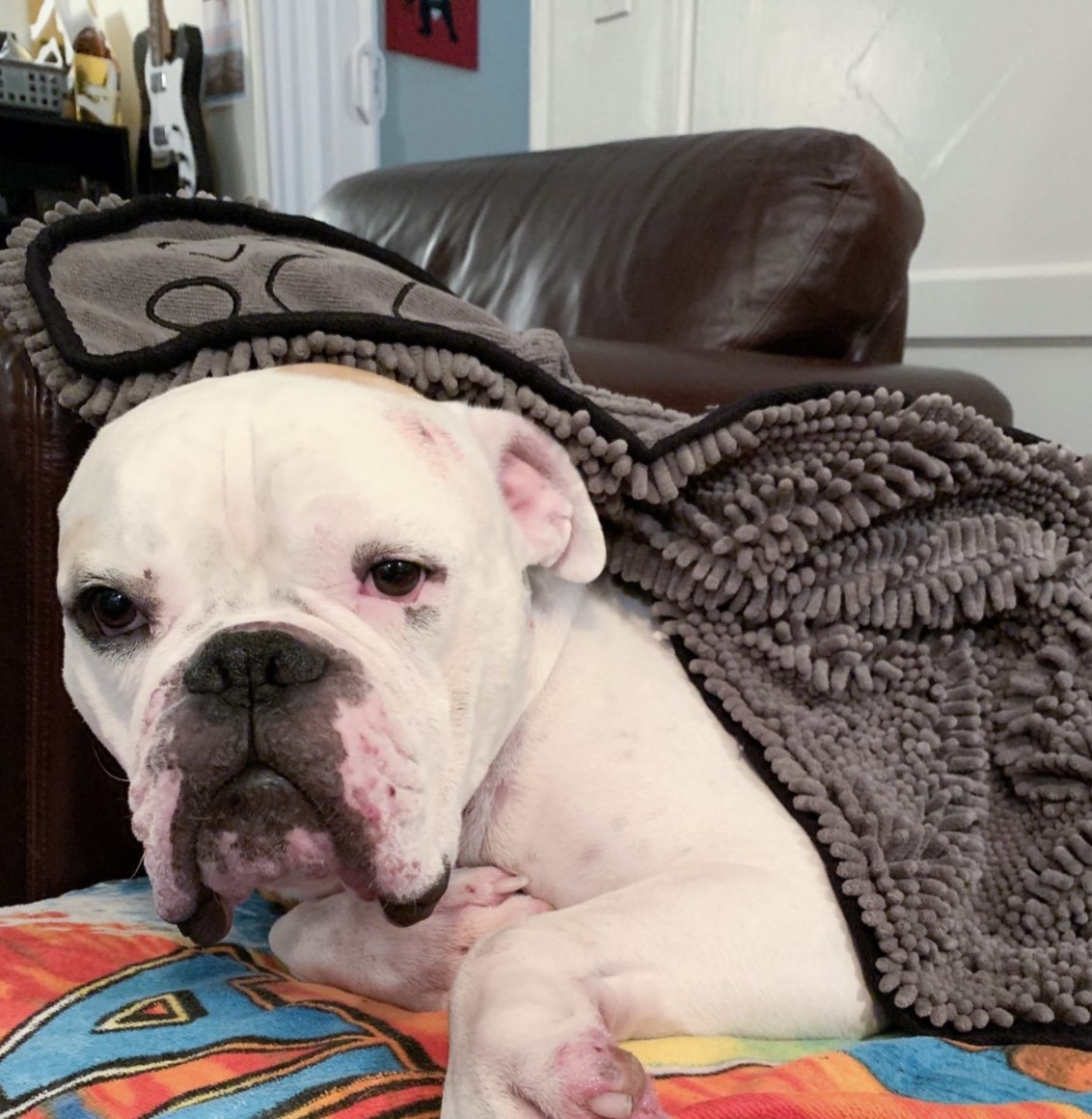 A customer review photo of their dog in the towel