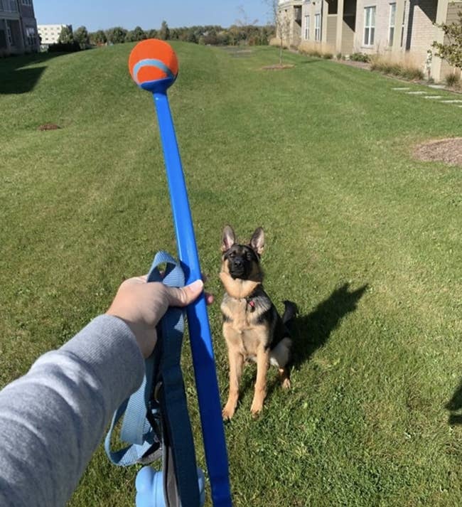 A person is holding a ball launcher while a dog stares at the ball