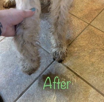 An after photo of clean paws