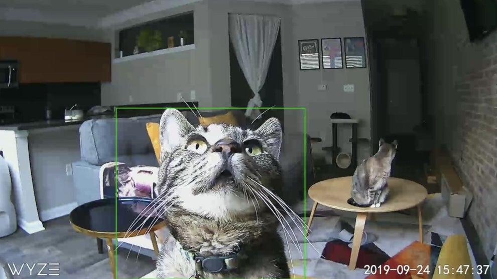 25 Pet Products On Amazon Reviewers Have Literally Called “Genius”