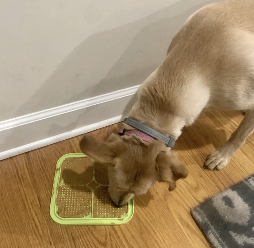 A dog licking peanut butter off a mat