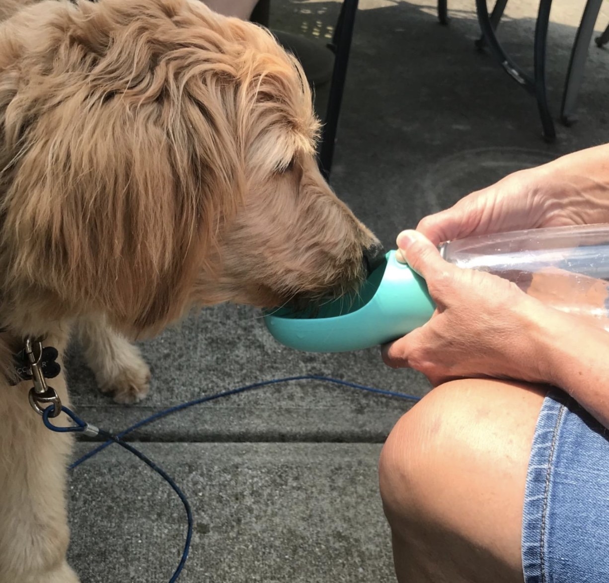 A dog drinking from a blue portable water bottle