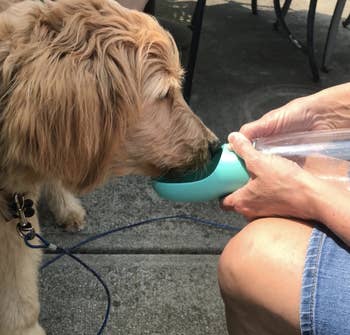 Reviewer photo of a dog drinking from a blue portable water bottle