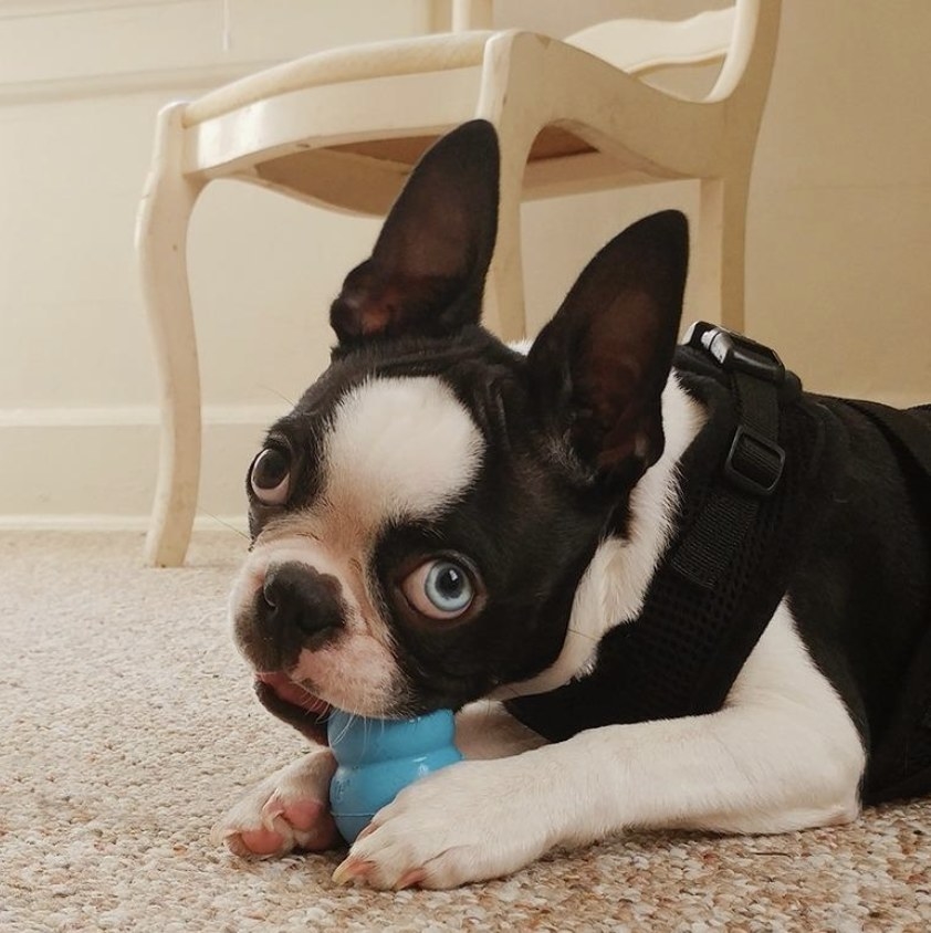 A dog chewing a blue Kong toy