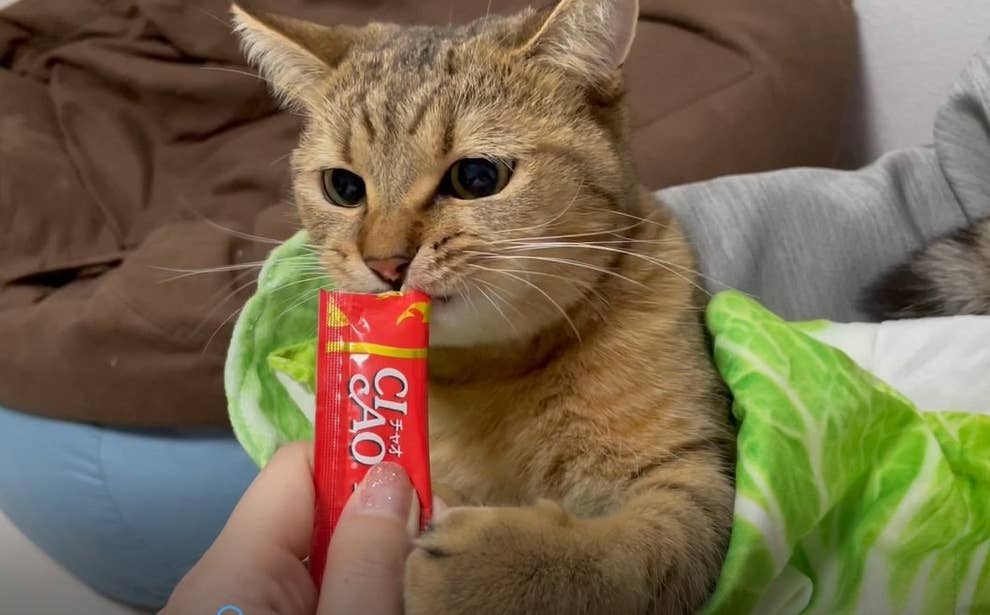 食べちゃいたいくらいかわいい 白菜に包まれるネッコにキュン死するわ