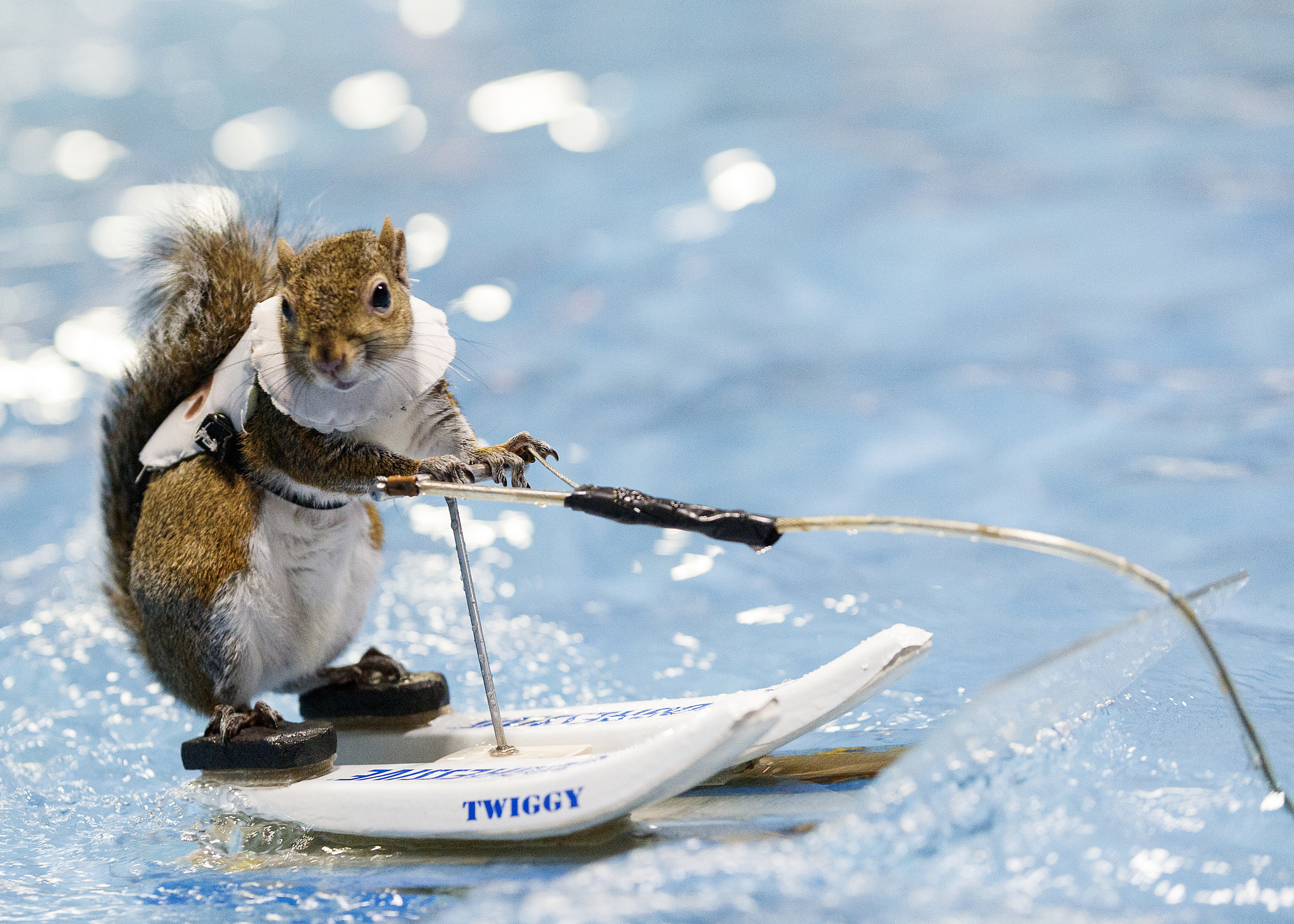 Twiggy the Squirrel wearing a safety suit water-skiing on water, on water skis that have his name written on them.