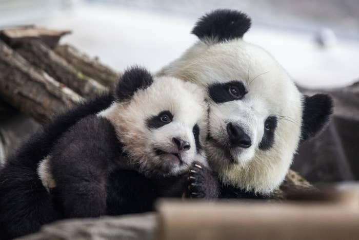 Big panda hugging small panda on top of tree. 