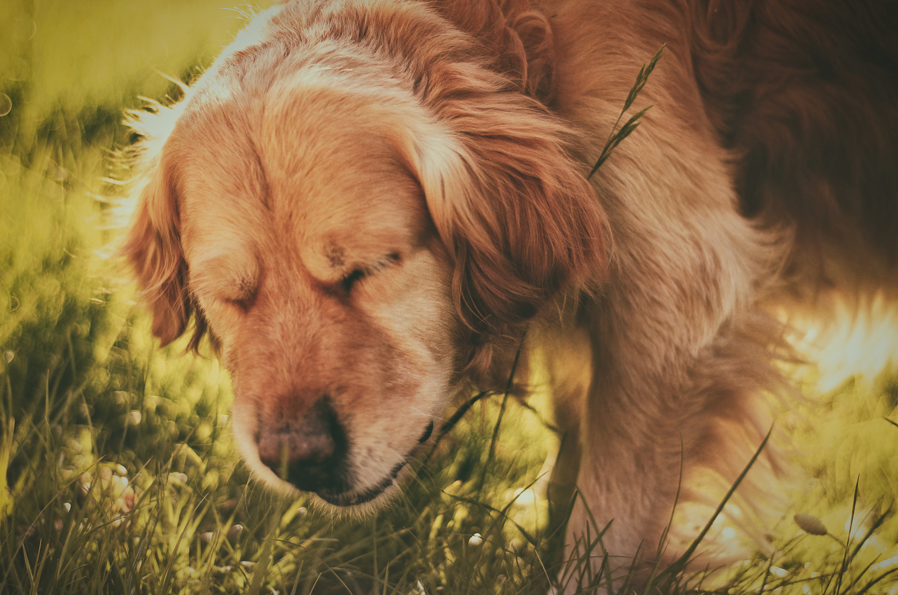 黄色小实验室的狗在草地上捕捉mid-sneeze闭着眼睛闭上。