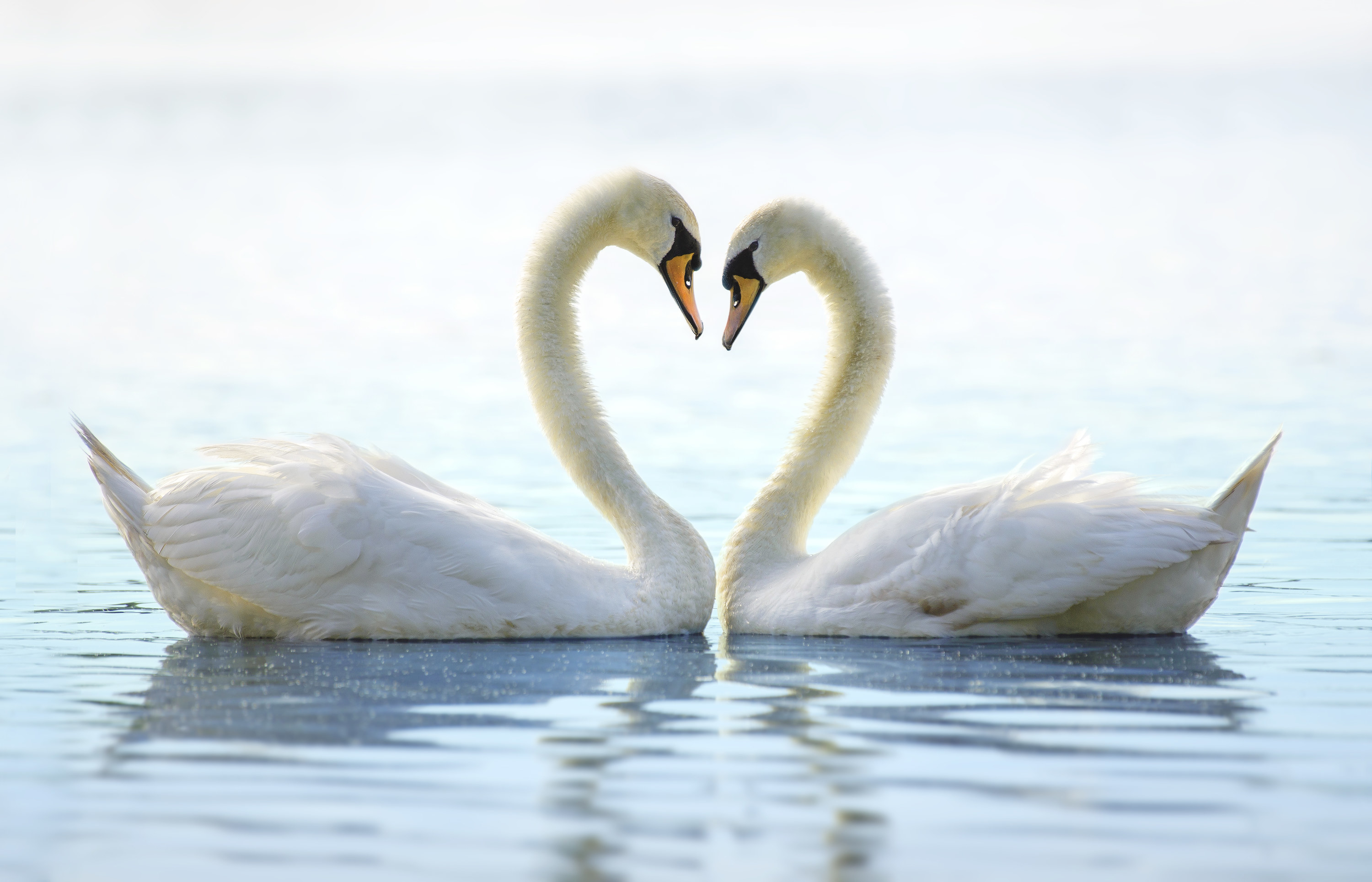 Two swans facing each other with their necks forming a heart