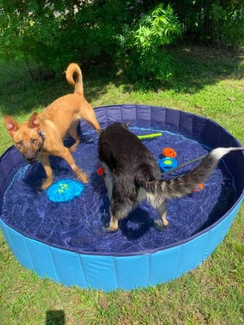 two dogs in a blue pool with lots of dog toys