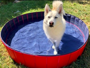 white husky in an extra large red doggie pool