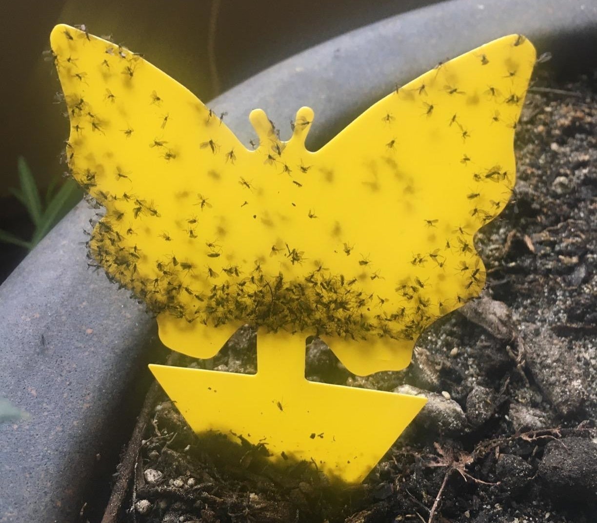 Reviewer showing how many bugs were caught by yellow butterfly-shaped trap